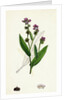 Cynoglossum Montanum Green-Leaved Hound's-Tongue by Anonymous