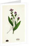Cynoglossum Montanum Green-Leaved Hound's-Tongue by Anonymous