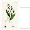 Cynoglossum Montanum Green-Leaved Hound's-Tongue by Anonymous