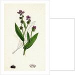 Cynoglossum Montanum Green-Leaved Hound's-Tongue by Anonymous