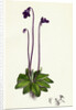 Pinguicula Vulgaris Common Butterwort by Anonymous