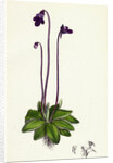Pinguicula Vulgaris Common Butterwort by Anonymous