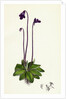 Pinguicula Vulgaris Common Butterwort by Anonymous