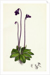 Pinguicula Vulgaris Common Butterwort by Anonymous