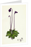 Pinguicula Vulgaris Common Butterwort by Anonymous