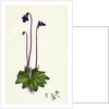 Pinguicula Vulgaris Common Butterwort by Anonymous