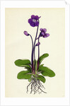 Pinguicula Grandiflora Large-Flowered Butterwort by Anonymous
