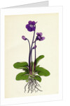 Pinguicula Grandiflora Large-Flowered Butterwort by Anonymous