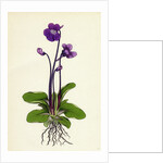 Pinguicula Grandiflora Large-Flowered Butterwort by Anonymous