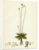 Pinguicula Alpina Alpine Butterwort by Anonymous