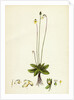 Pinguicula Alpina Alpine Butterwort by Anonymous