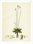 Pinguicula Alpina Alpine Butterwort by Anonymous