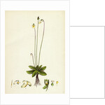Pinguicula Alpina Alpine Butterwort by Anonymous