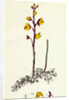 Utricularia Vulgaris Greater Bladderwort by Anonymous