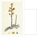 Utricularia Vulgaris Greater Bladderwort by Anonymous