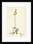 Utricularia Minor Lesser Bladderwort by Anonymous
