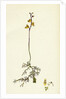 Utricularia Minor Lesser Bladderwort by Anonymous