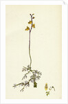 Utricularia Minor Lesser Bladderwort by Anonymous
