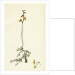 Utricularia Minor Lesser Bladderwort by Anonymous