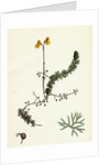 Utricularia Intermedia Intermediate Bladderwort by Anonymous