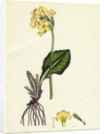 Primula Elatior Jaquin's Oxlip by Anonymous