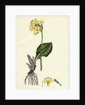 Primula Elatior Jaquin's Oxlip by Anonymous