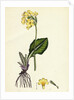 Primula Elatior Jaquin's Oxlip by Anonymous