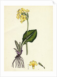 Primula Elatior Jaquin's Oxlip by Anonymous