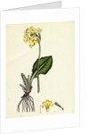 Primula Elatior Jaquin's Oxlip by Anonymous