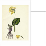 Primula Elatior Jaquin's Oxlip by Anonymous