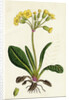 Primula Officinali-Vulgaris Cowslip Oxlip by Anonymous