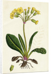 Primula Officinali-Vulgaris Cowslip Oxlip by Anonymous