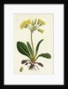 Primula Officinali-Vulgaris Cowslip Oxlip by Anonymous