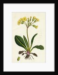 Primula Officinali-Vulgaris Cowslip Oxlip by Anonymous