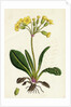 Primula Officinali-Vulgaris Cowslip Oxlip by Anonymous