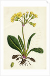 Primula Officinali-Vulgaris Cowslip Oxlip by Anonymous
