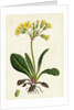 Primula Officinali-Vulgaris Cowslip Oxlip by Anonymous