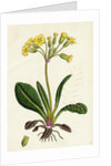 Primula Officinali-Vulgaris Cowslip Oxlip by Anonymous