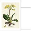 Primula Officinali-Vulgaris Cowslip Oxlip by Anonymous