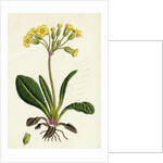 Primula Officinali-Vulgaris Cowslip Oxlip by Anonymous