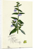 Scutellaria Galericulata Common Scull-Cap by Anonymous