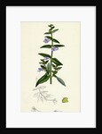 Scutellaria Galericulata Common Scull-Cap by Anonymous