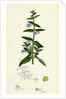 Scutellaria Galericulata Common Scull-Cap by Anonymous