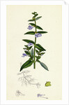 Scutellaria Galericulata Common Scull-Cap by Anonymous