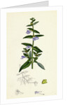 Scutellaria Galericulata Common Scull-Cap by Anonymous