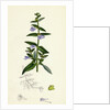 Scutellaria Galericulata Common Scull-Cap by Anonymous