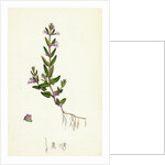 Scutellaria Minor Lesser Scull-Cap by Anonymous