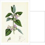 Melittis Melissophyllum Bastard Balm by Anonymous