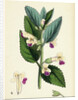 Melittis Melissophyllum (Grandiflora) Bastard Balm by Anonymous