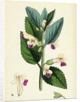 Melittis Melissophyllum (Grandiflora) Bastard Balm by Anonymous